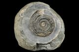 Ammonite (Dactylioceras) Fossil - England #181894-1
